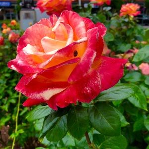 Meet your Posher, Breanna